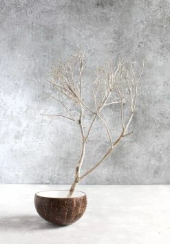 Bazar Bizar Bols, Tasses Et Mugs Bol En Noix De Coco Blanche Naturel -Bols, tasses et mugs Soldes Magasin bol en noix de coco blanche naturel 5